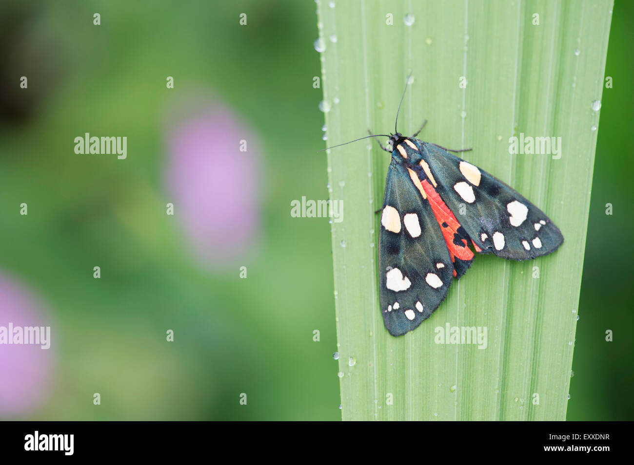 Art Dominula. Scharlachrote Tiger Moth auf einem Blatt der Pflanze Stockfoto