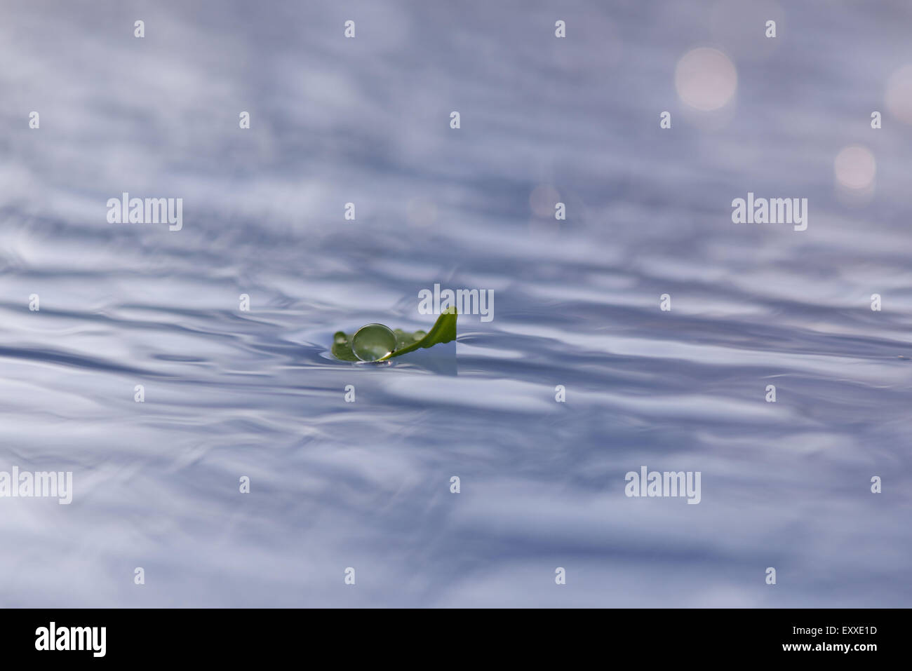Blatt auf wellige Wasseroberfläche schwimmen Stockfoto