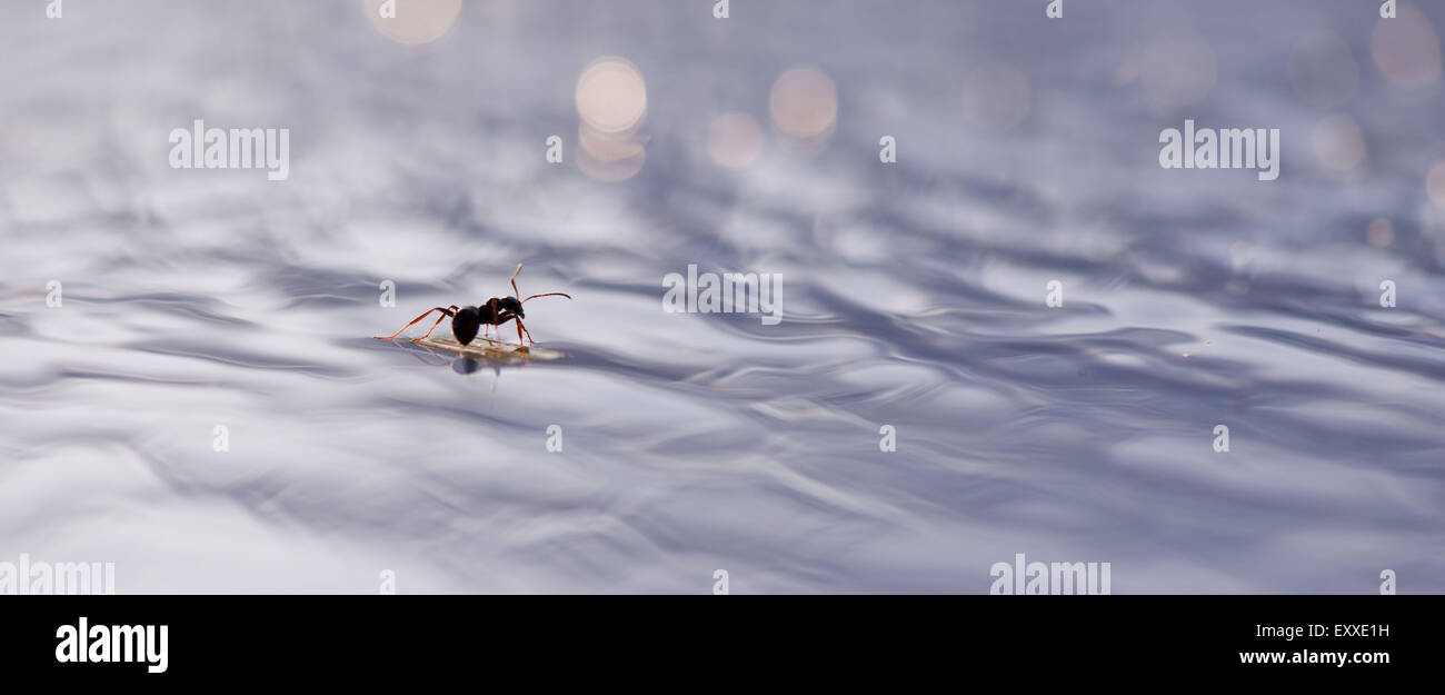 Ameise schwimmt auf der Oberfläche des Wassers Stockfoto