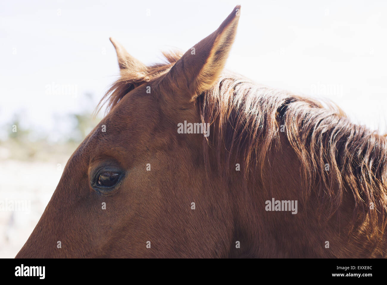 Pferd, close-up Stockfoto