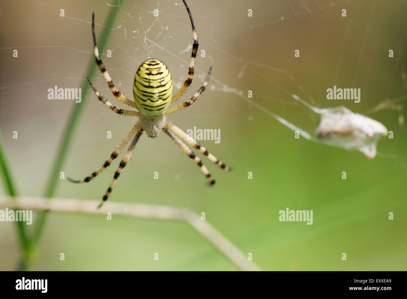 Spinne gebänderten Wespenspinne (Argiope Trifasciata) Stockfoto