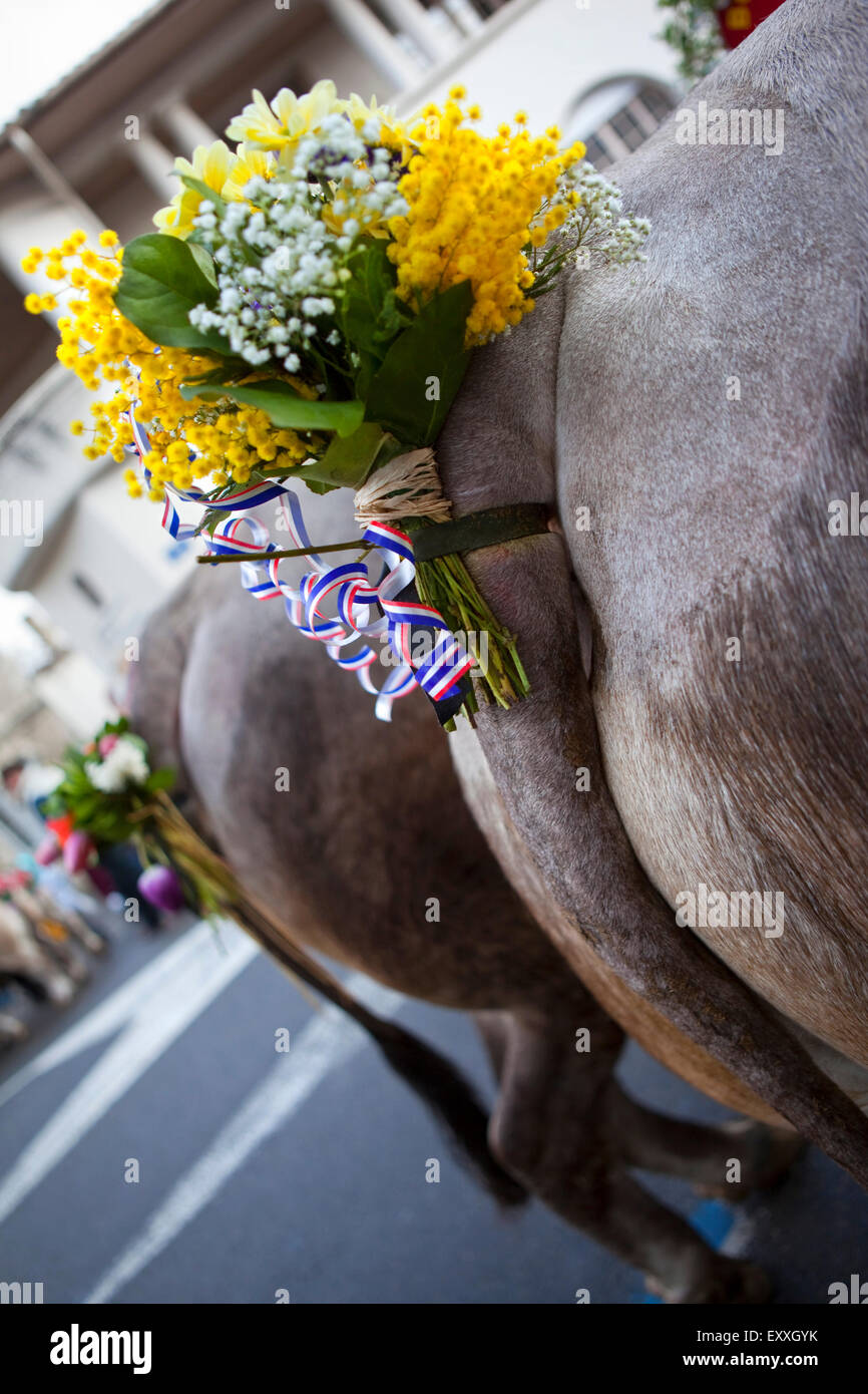 Parade der Kühe in ein Viehmarkt in Frankreich Stockfoto