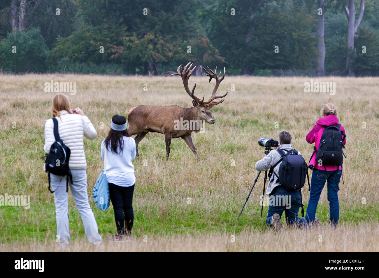 Touristen und Naturfotograf die Bilder von Rotwild Hirsch in Grünland am Waldrand während der Brunft im Herbst Stockfoto