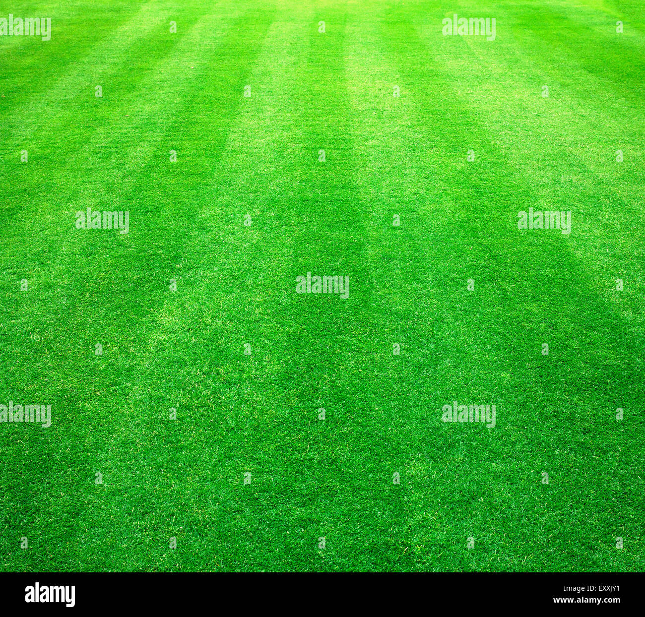 Grasgrün Hintergrund Naturrasen Golfplatz. Stockfoto