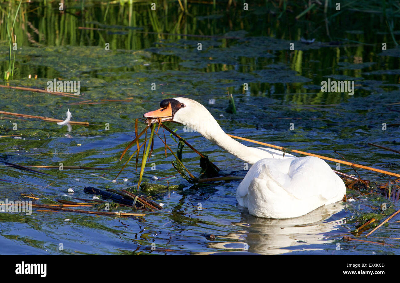 Der starke Höckerschwan arbeitet an der Reinigung seines Territoriums Stockfoto