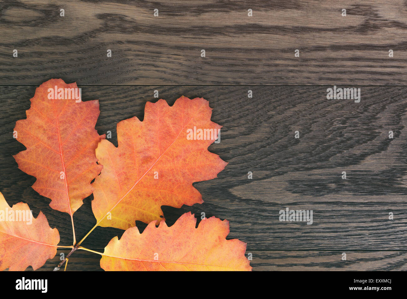 Vintage getönten Herbst, das Eichenlaub für Hintergrund Stockfoto