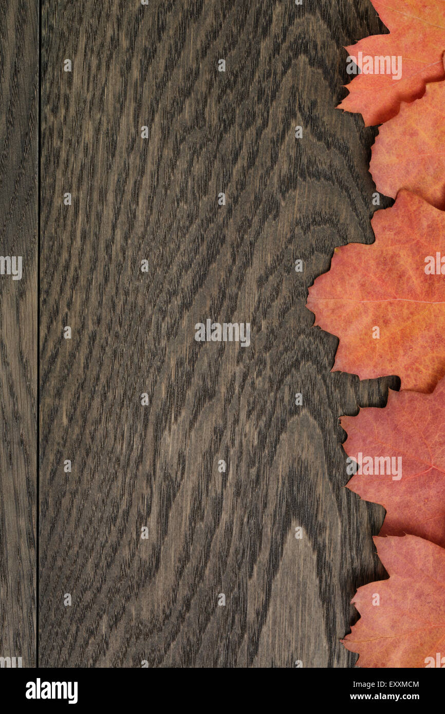 Vintage getönten Herbst, das Eichenlaub für Hintergrund Stockfoto