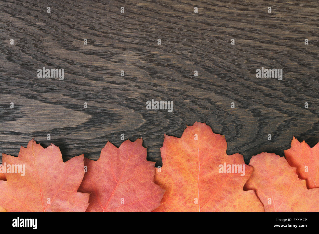 Vintage getönten Herbst, das Eichenlaub für Hintergrund Stockfoto
