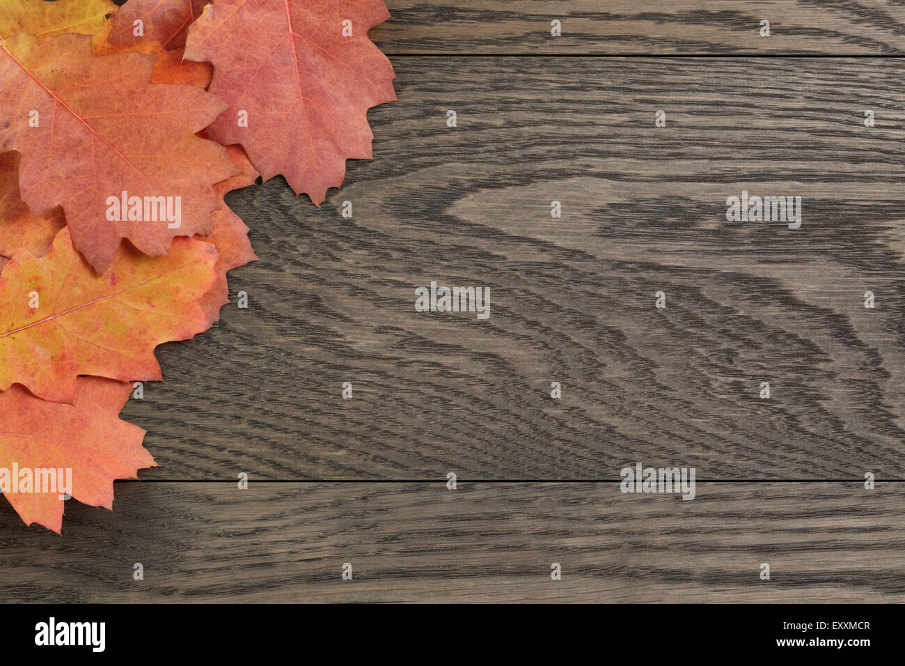 Vintage getönten Herbst, das Eichenlaub für Hintergrund Stockfoto