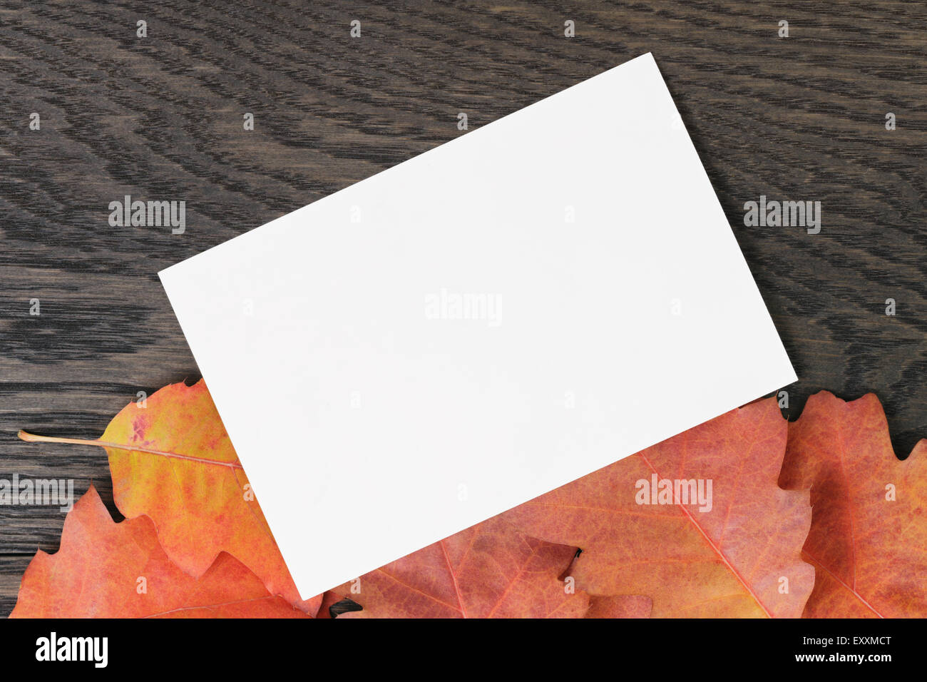 Vintage getönten Hintergrund Eichenlaub Herbst mit Papierkarte Stockfoto