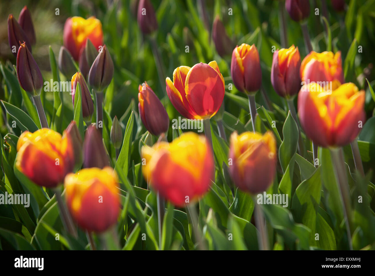 Brightwater Gärten, Saxby, Lincolnshire, UK. Frühling, April 2015. Stockfoto