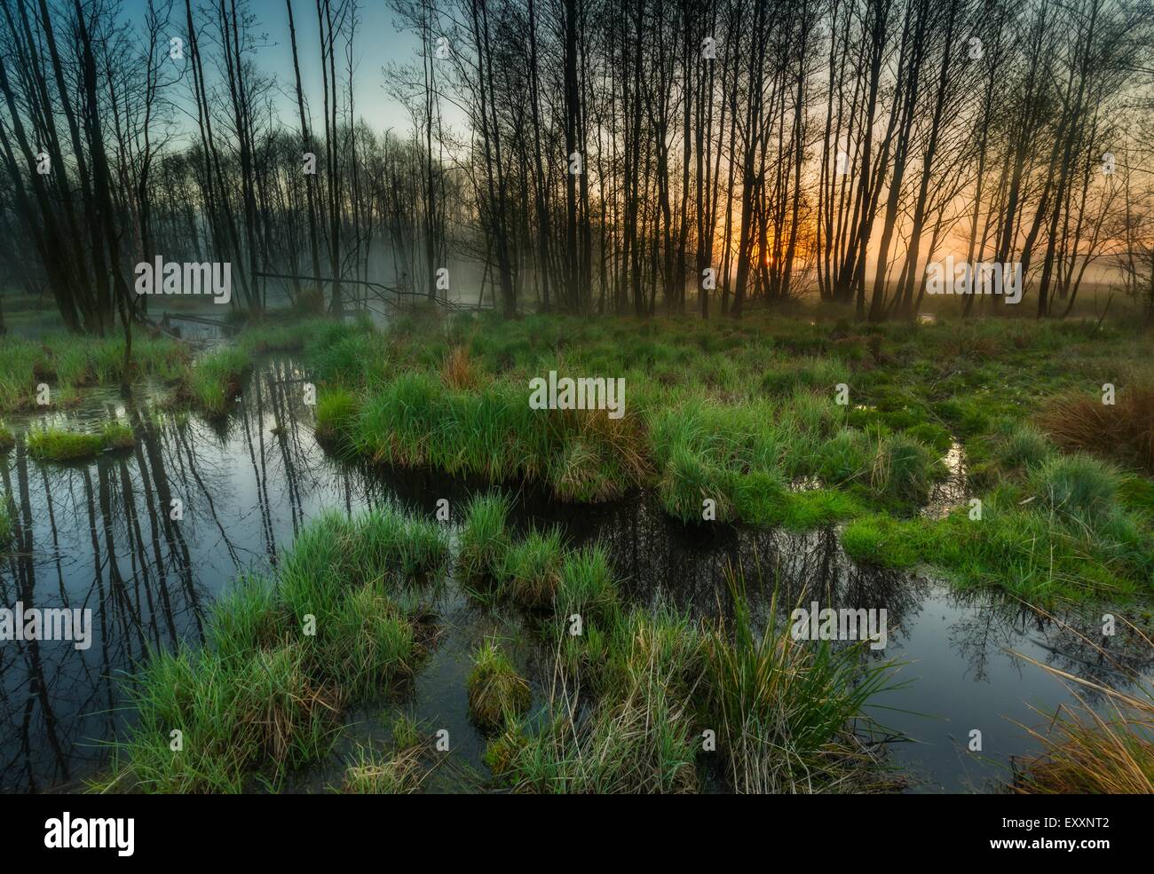 Schönen Sonnenaufgang über dem nebligen Feuchtgebiete. Wilde polnische Landschaft. Stockfoto