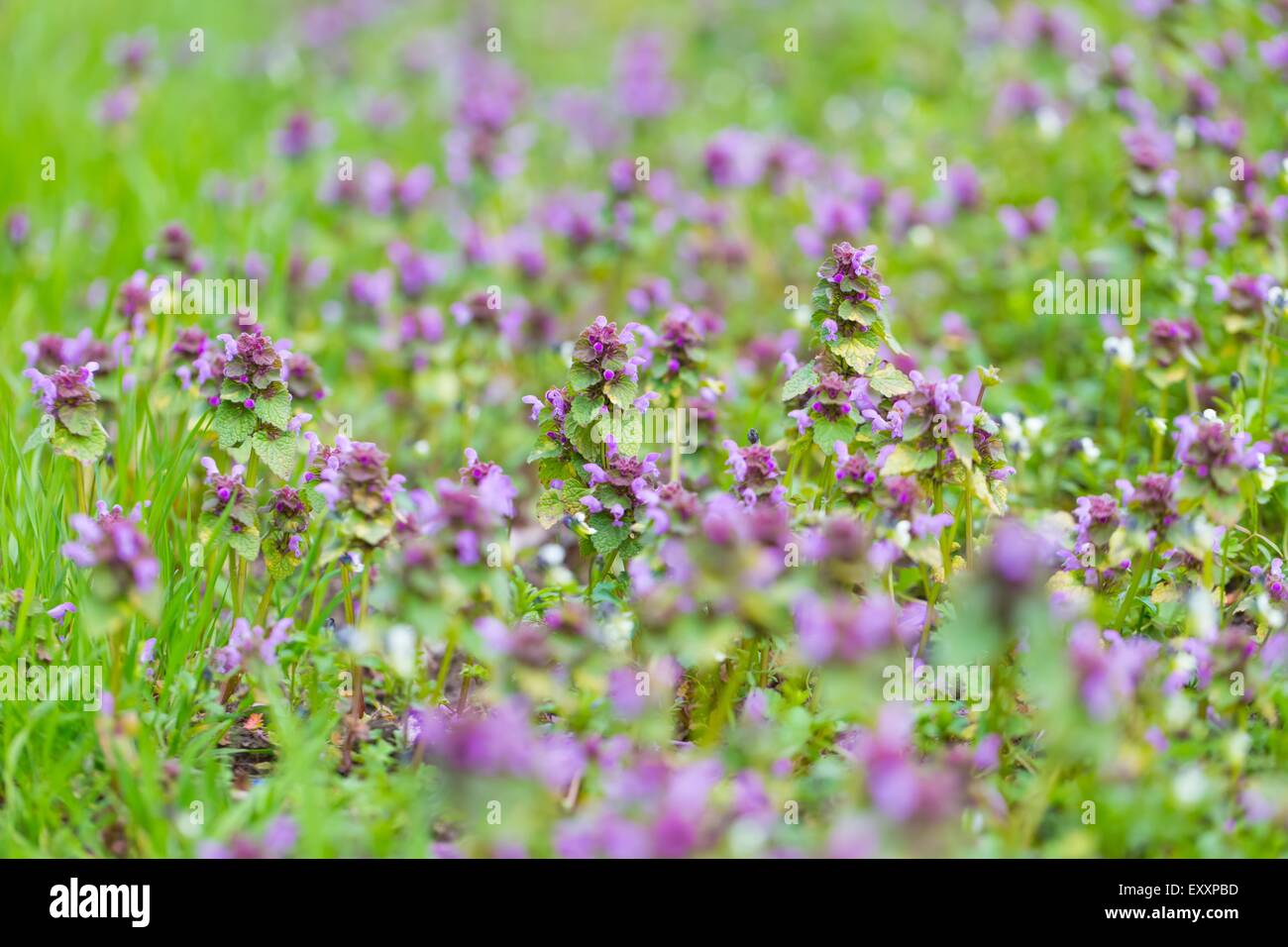 Signalhorn Unkraut blüht. Nahaufnahme von wilden Blumen blühen auf Feld. Stockfoto