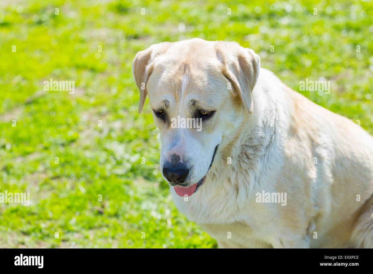 Großer Hund Portrait. Gesicht des Tieres auf grünem Hintergrund im Freien. Stockfoto