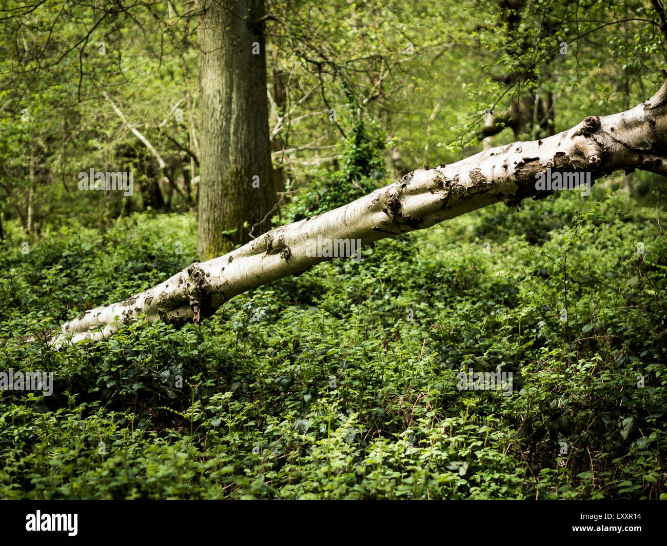 Umgestürzten Baum im Wald in England Stockfoto