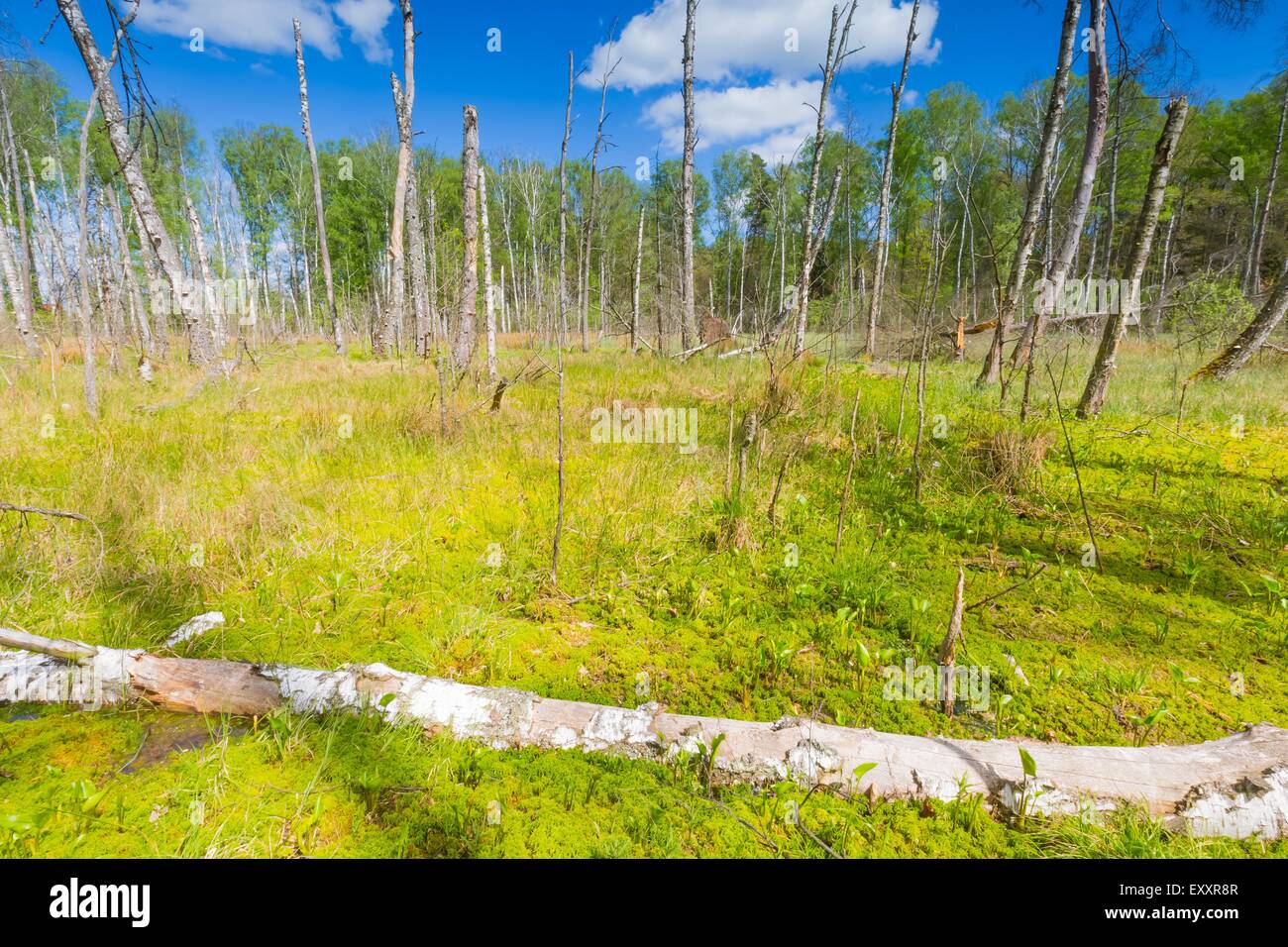 Schöne Landschaft mit Feuchtgebieten im Frühling. Grüne Feuchtgebiete mit toten Bäumen Stamm im Frühjahr fotografiert. Polnische Landschaft. Stockfoto