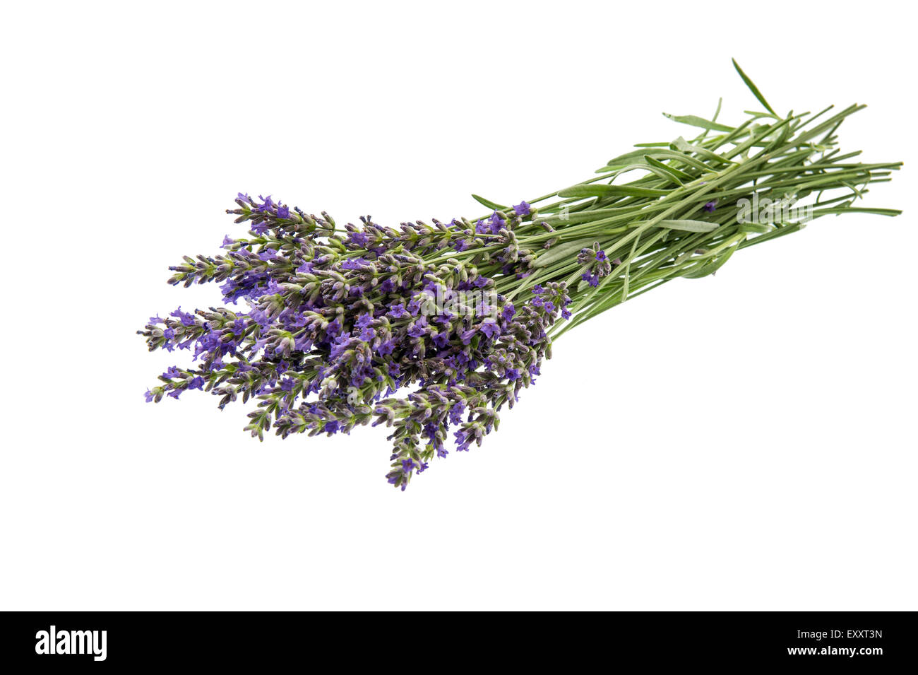 Haufen von Lavendel Blumen auf weißem Hintergrund. Frische Blüten Stockfoto