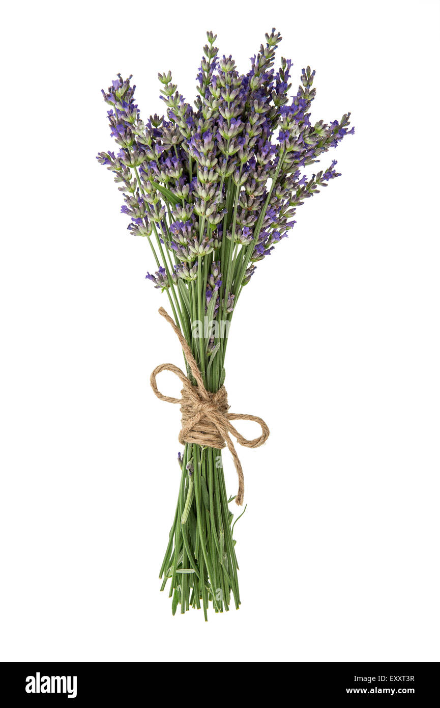 Lavendel Blumen isoliert auf weißem Hintergrund. Bouquet von frischen Blüten Stockfoto