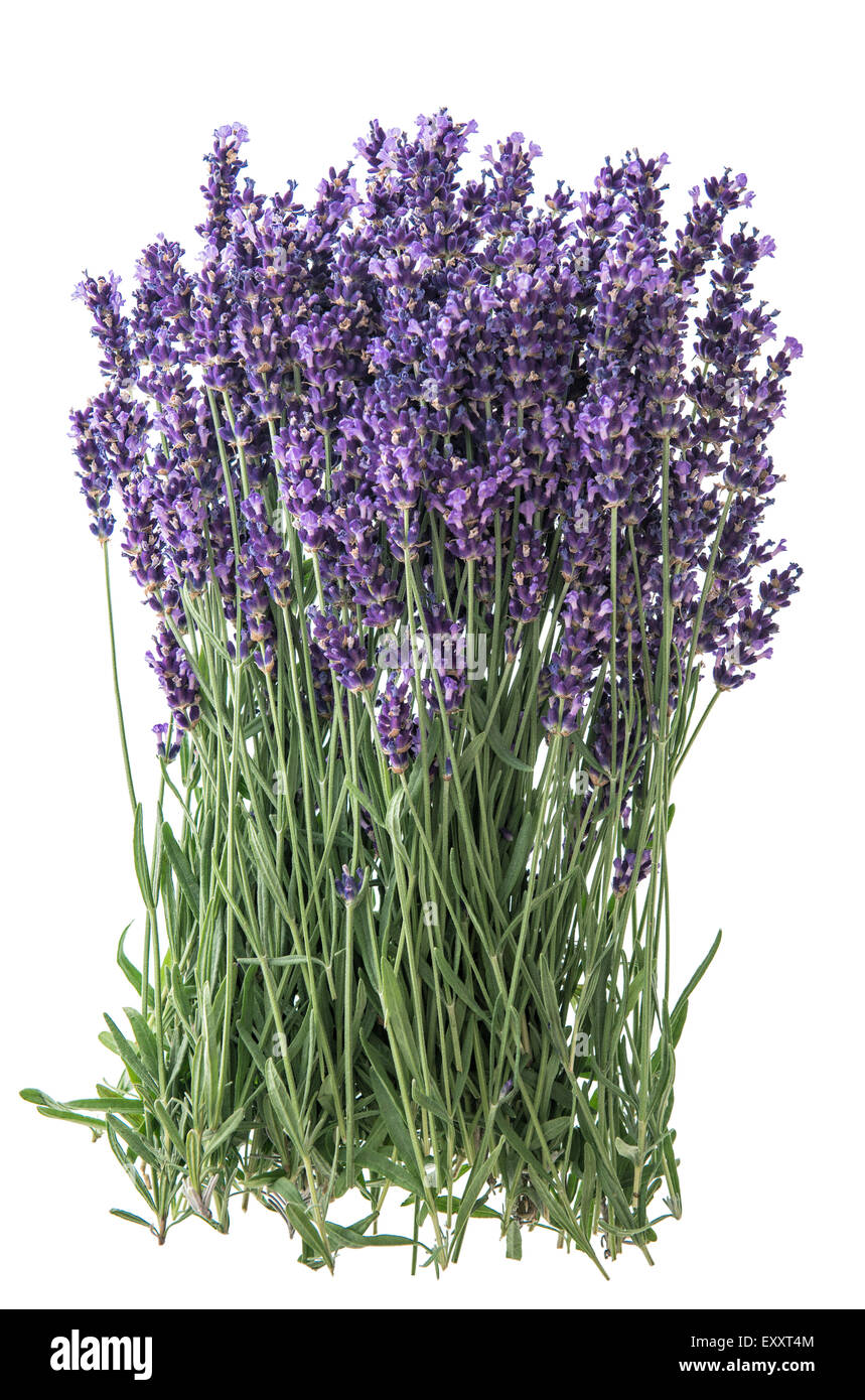 Lavendel Blumen isoliert auf weißem Hintergrund. Handvoll frische Blüten Stockfoto