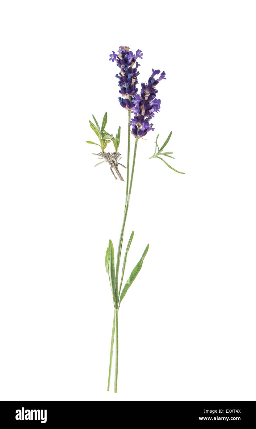Lavendel Blumen isoliert auf weißem Hintergrund. Zweige mit frischen Blüten Stockfoto