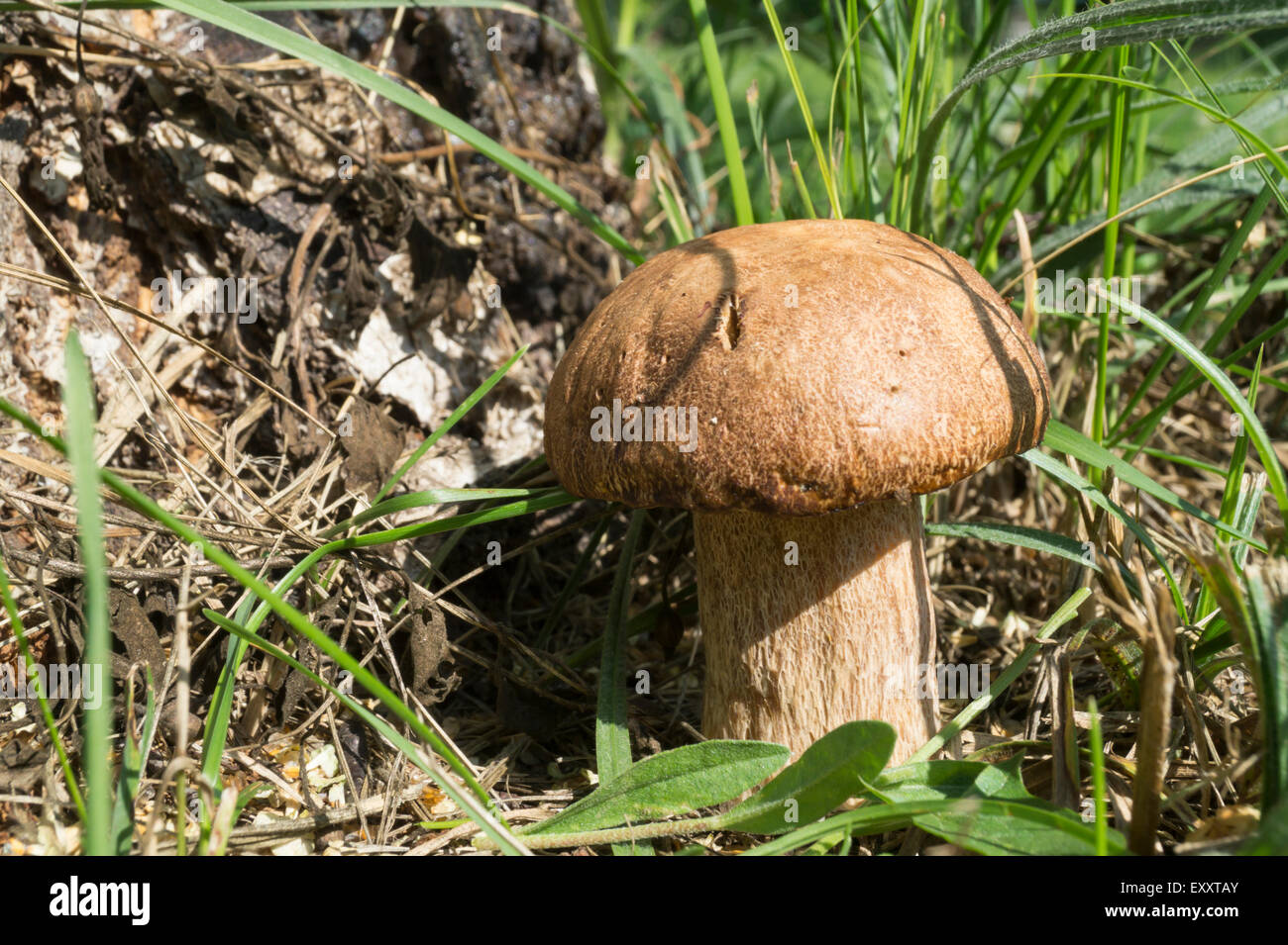 Champignon wächst in Holz Stockfoto