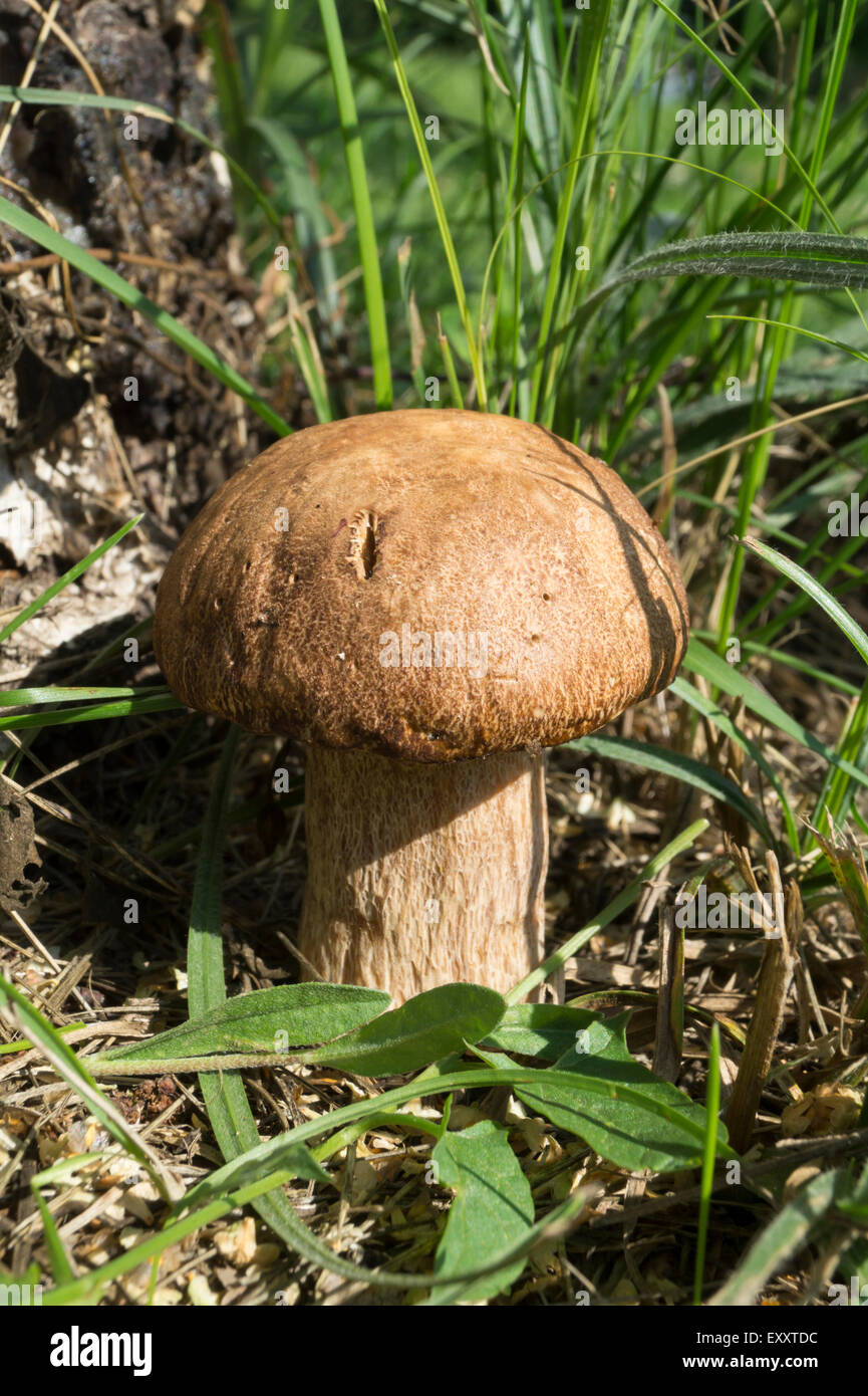 Champignon wächst in Holz Stockfoto