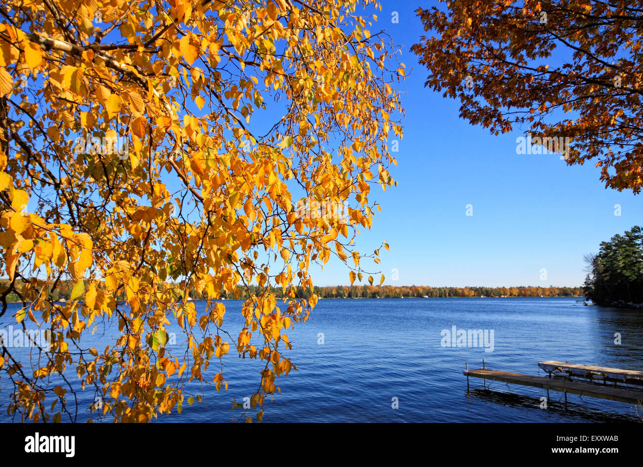 Blaues Wasser und Himmel Balsom See umrahmt von brillanten gelbe Laub von Birken und Eichen im Herbst Stockfoto