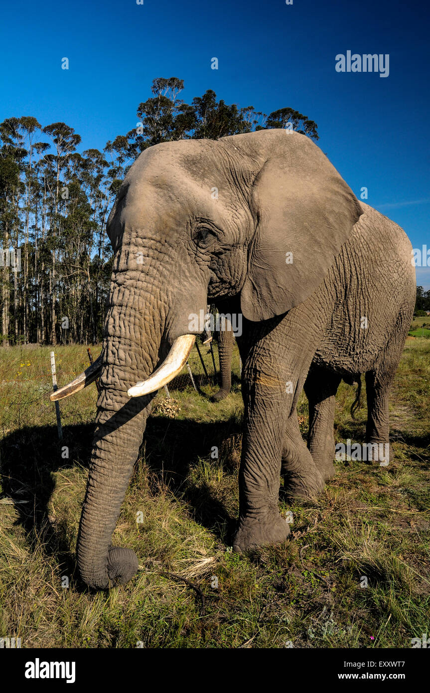 Ein Elefant geht in das Elephant Sanctuary in Knysna in Südafrika.    Bildnachweis: Euan Cherry Stockfoto