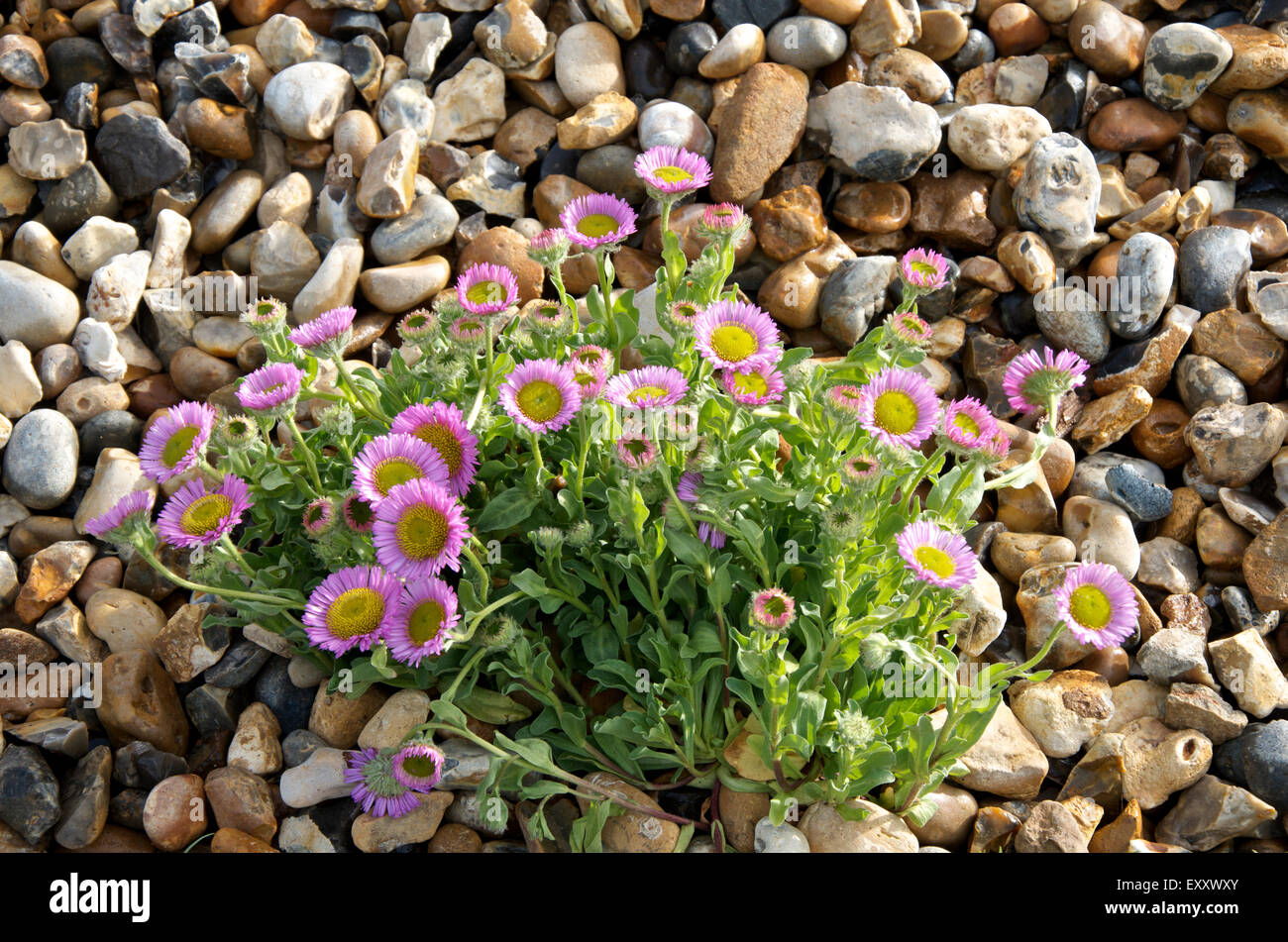 Seaside Gänseblümchen oder Erigeron Glaucus "Sea Breeze" in einem küstennahen Garten Stockfoto