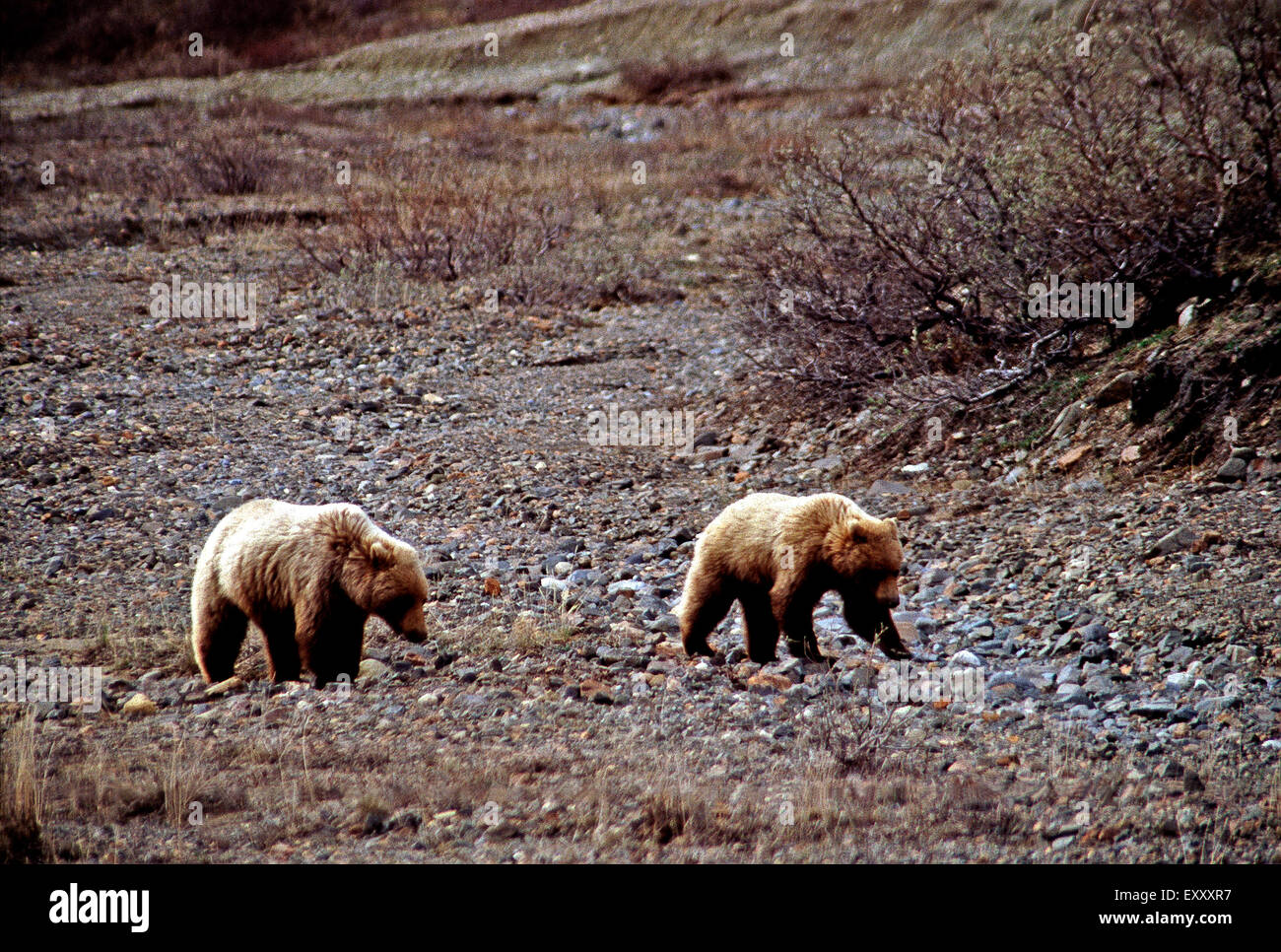 Ein paar Jvenile Grizzly Bären, Denali-Nationalpark, Alaska Stockfoto