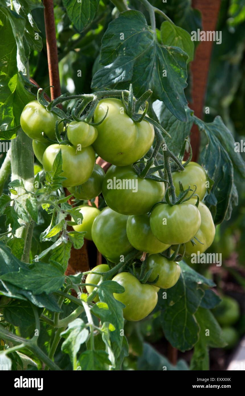 Grüne Tomaten, dekorative aufwachsen unterstützt. Stockfoto