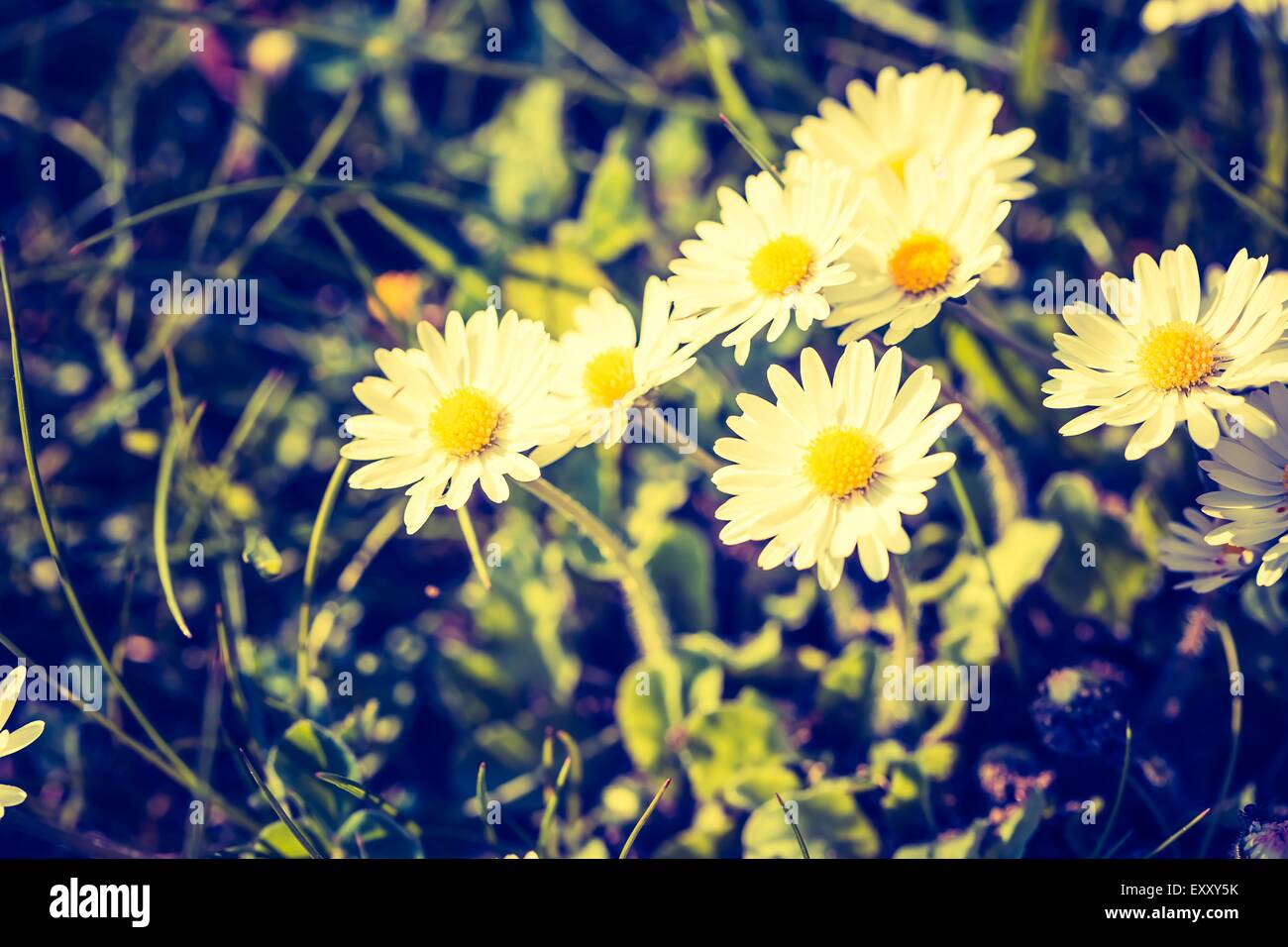 Vintage Foto von blühenden Gänseblümchen. Frühling Blumen blühen im Rasen. Vintage Stimmung Foto Stockfoto