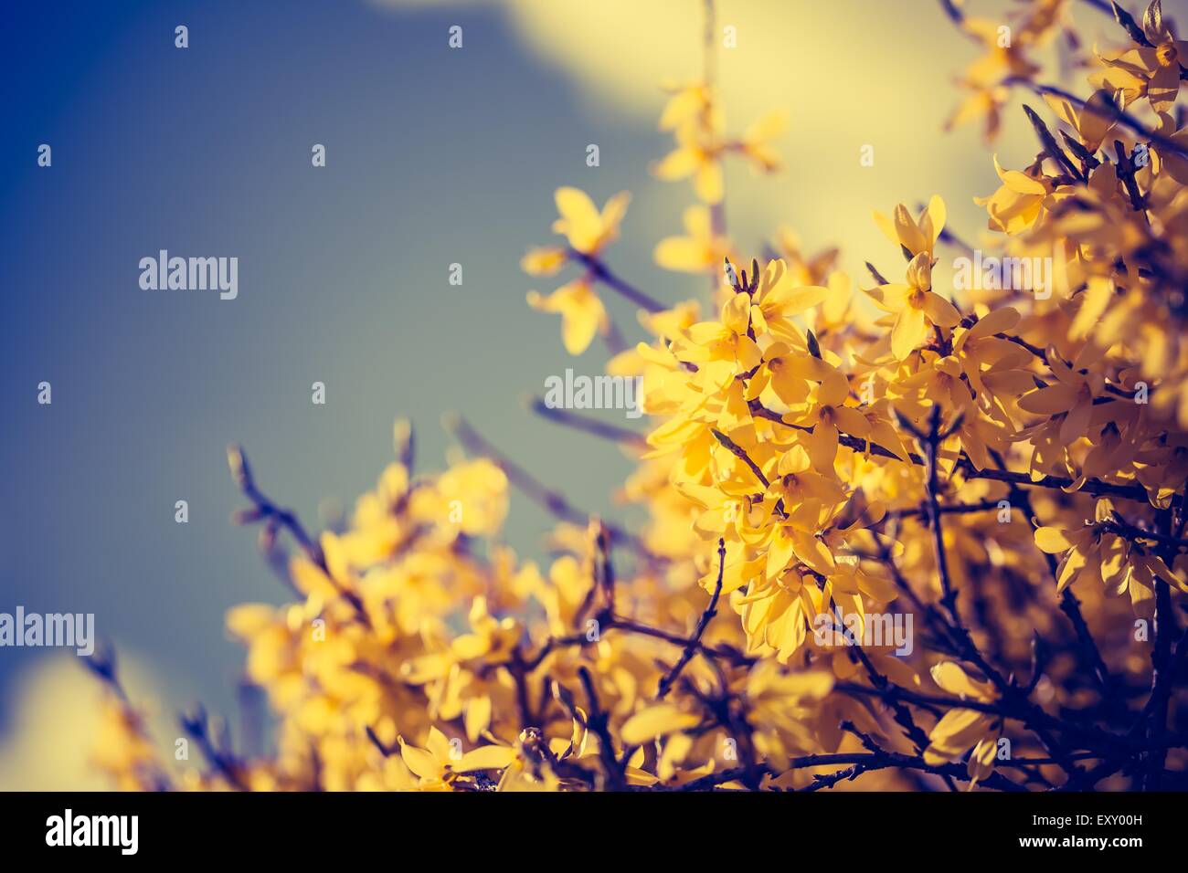 Vintage Foto von Closeup Forsythien Blumen in voller Blüte. Frühling Blumen Stockfoto