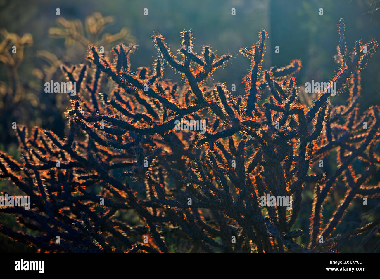 Chain Fruit Cholla Kaktus, Opuntia Fulgida, Saguaro National Park West, Saguaro National Park, Arizona, USA Stockfoto