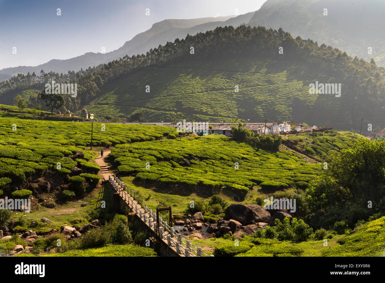 Teeplantage (Plantage) in der Nähe von Munnar, Kerala, Indien. Stockfoto