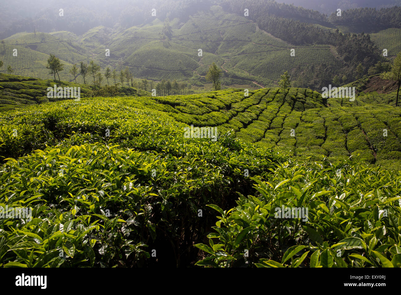 Teepflanzen in Tee-Plantage in der Nähe von Munnar, Kerala, Indien Stockfoto