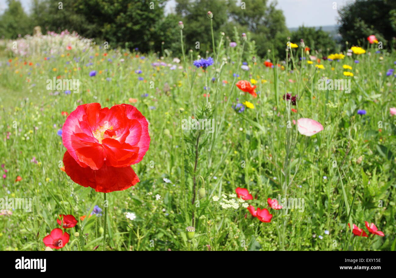 Eine blühende Wildblumenwiese übersät mit Mohn und Kornblumen - Sheffield, England UK Stockfoto