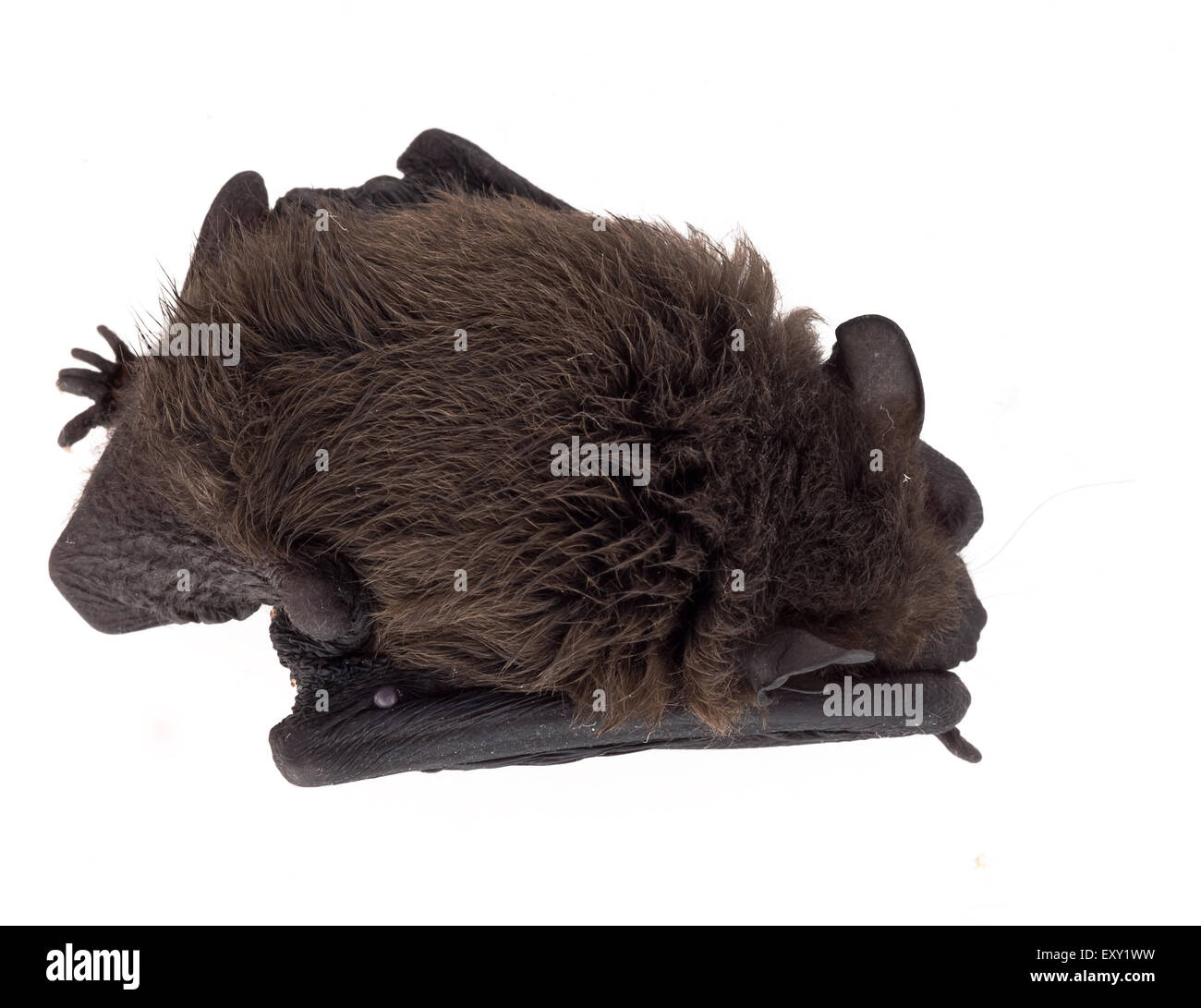 Kleine Junge Fledermaus. Mit Häkchen. Stockfoto