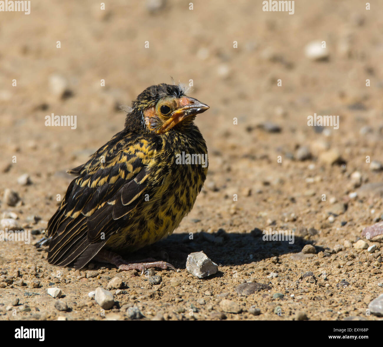 Rotschulterstärling Baby. Stockfoto