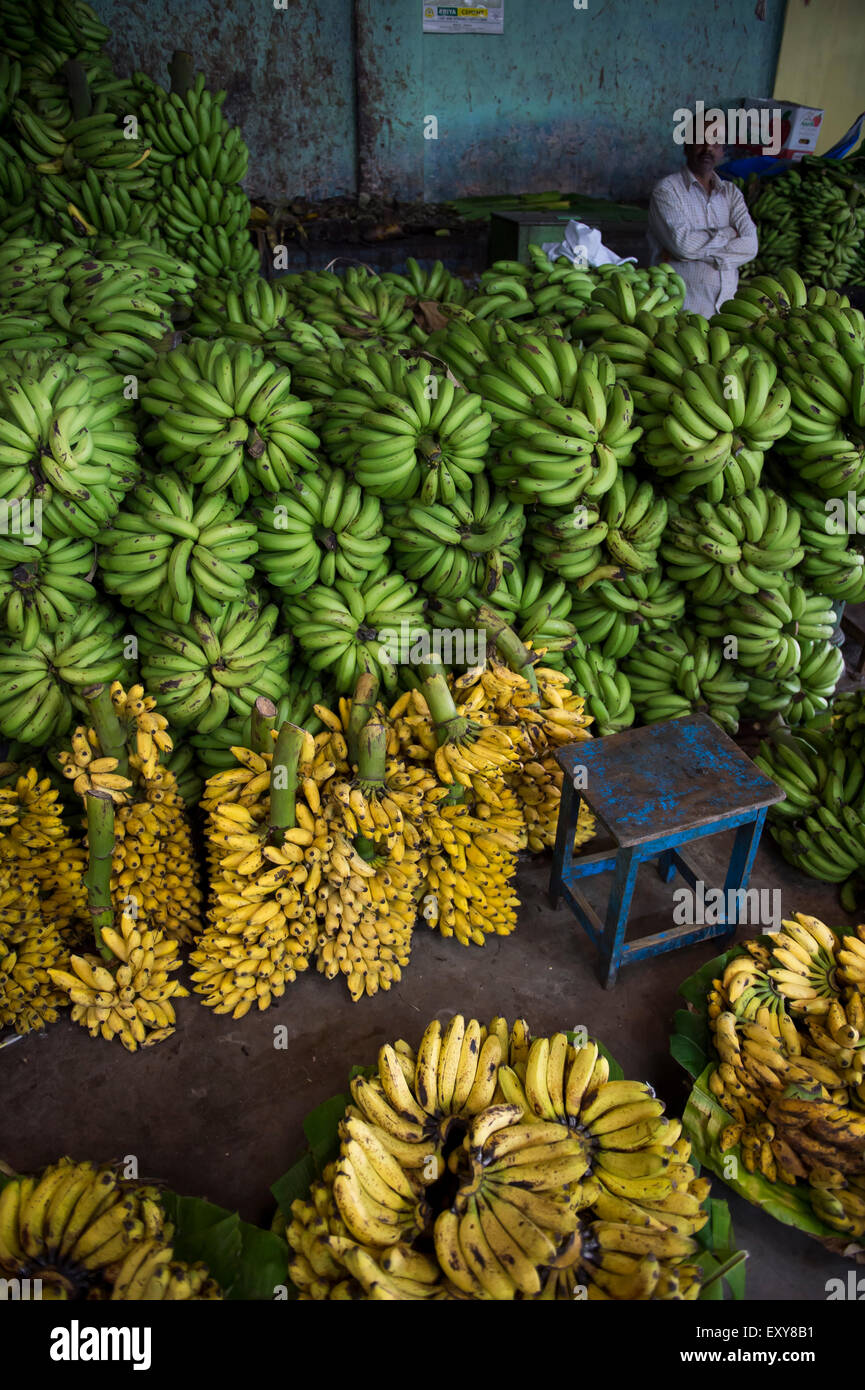 MYSORE, Indien - 4. November 2012: Indische Hersteller sitzt am Stand gefüllt mit grünen und gelben Bananen in der Devaraja-Markt. Stockfoto