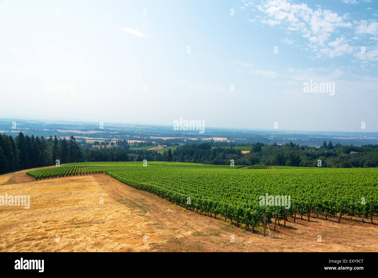Blick auf einen Weinberg mit dem Willamette Tal unten in Oregon Wein Land Stockfoto