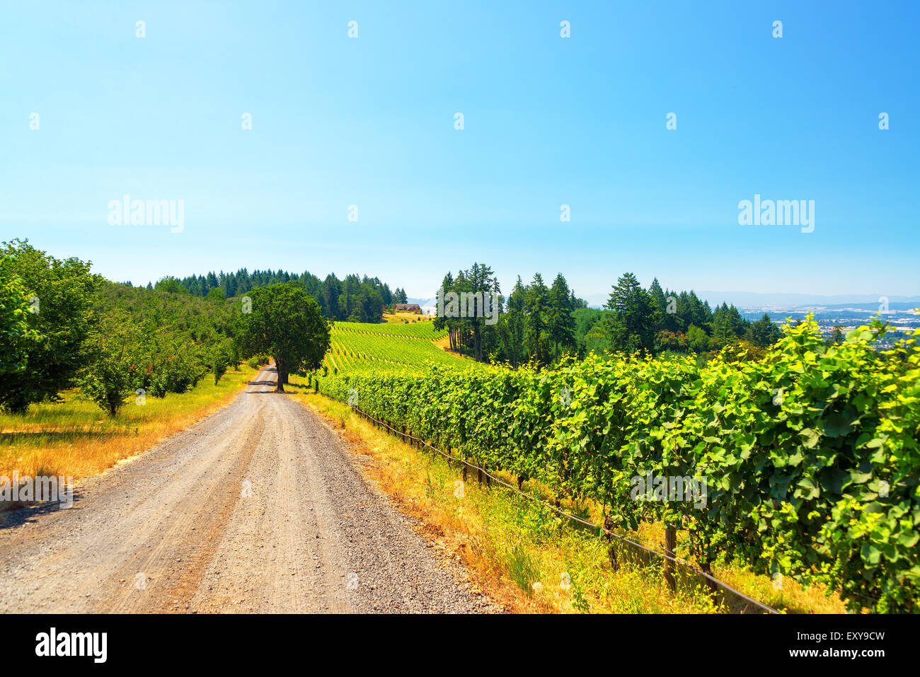 Blick auf einer unbefestigten Straße durch einen Weinberg im ländlichen Oregon Stockfoto