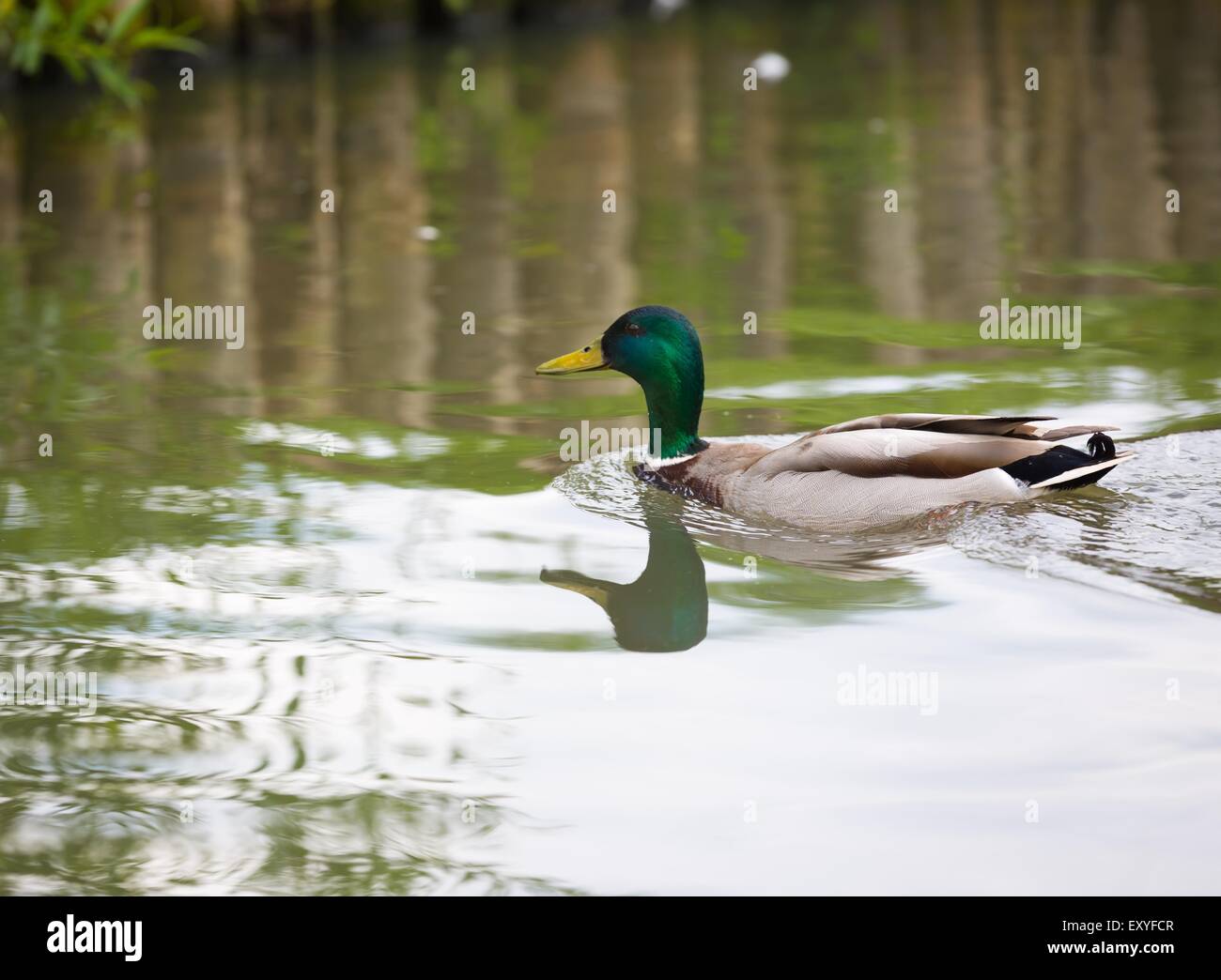 Stockente Enten schwimmen auf dem See. Natur Foto der Vögel Stockfoto