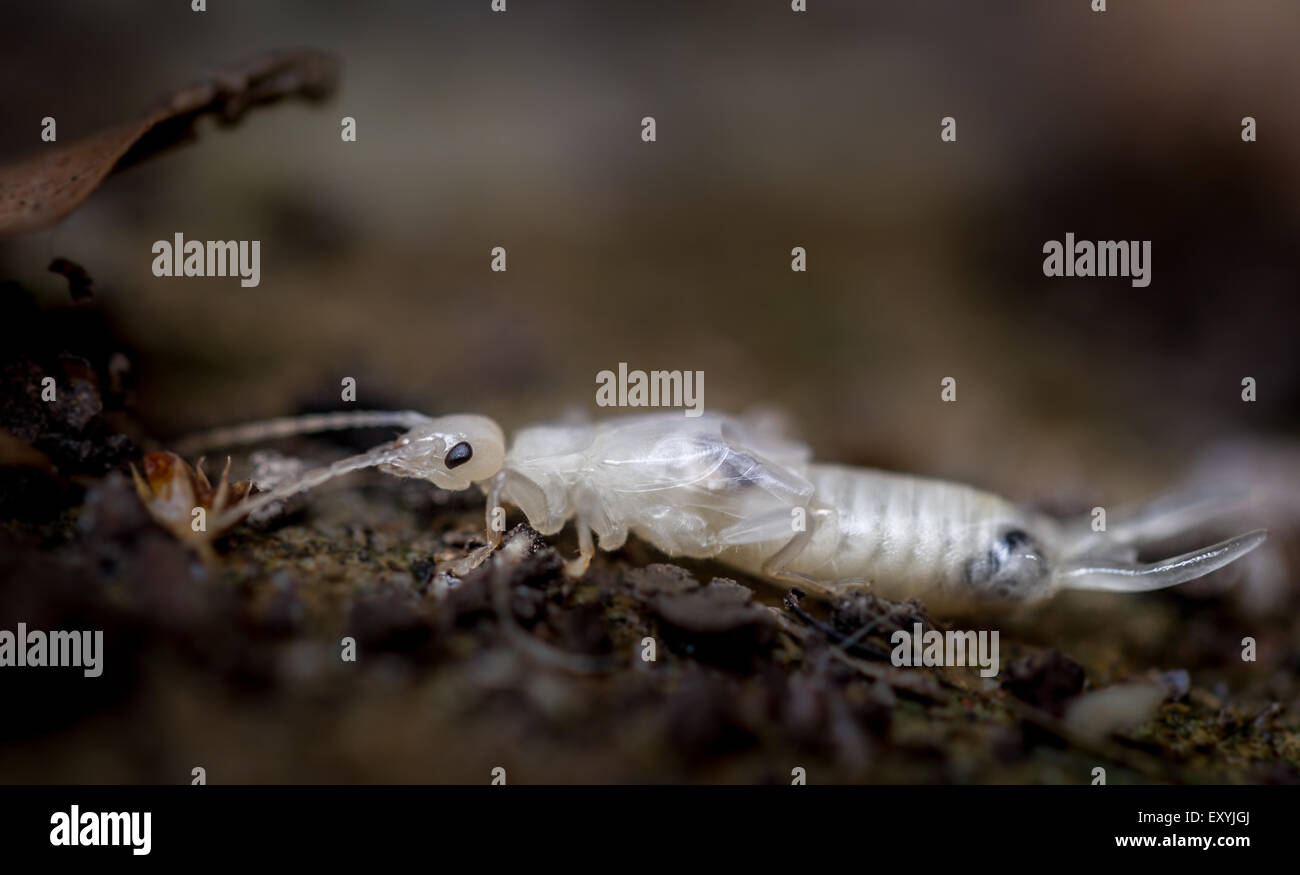 Vor kurzem wurde der Ohrperücke geschmolzen, weshalb er weiß ist (anstatt Albino zu sein), Yorkshire, Großbritannien Stockfoto