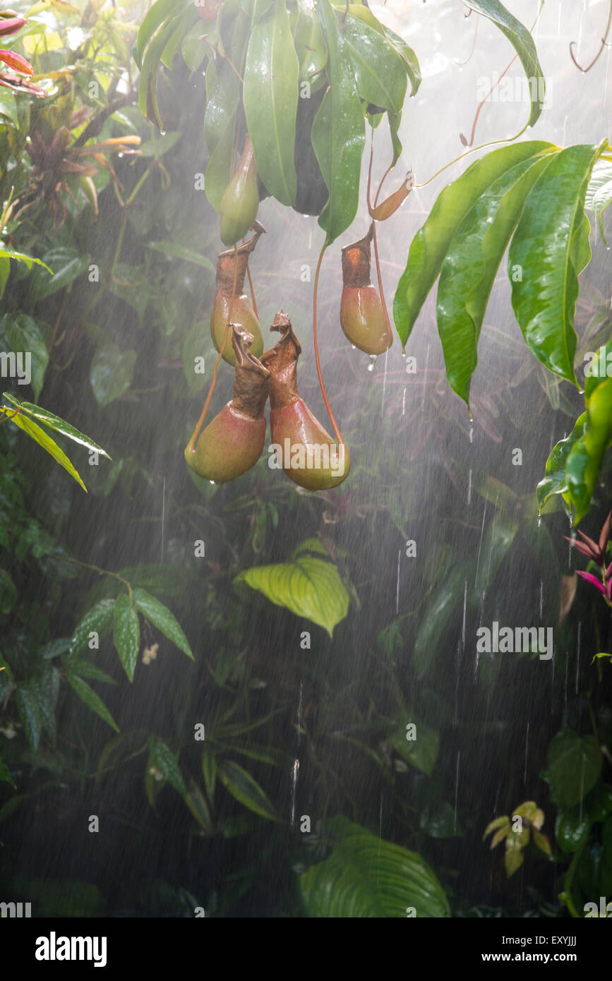 Regen in feuchten tropischen Regenwald. Stockfoto
