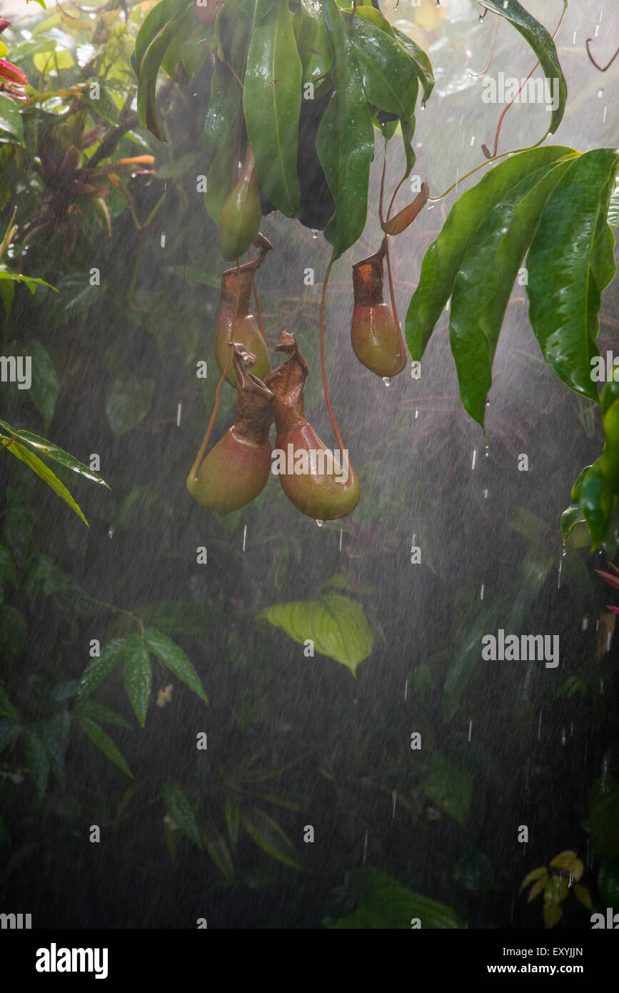 Pitcherplant im tropischen Regenwald Stockfoto