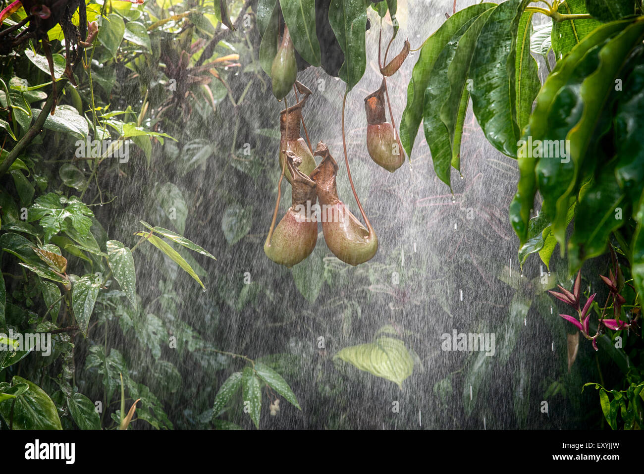 Regen im tropischen Regenwald Stockfoto
