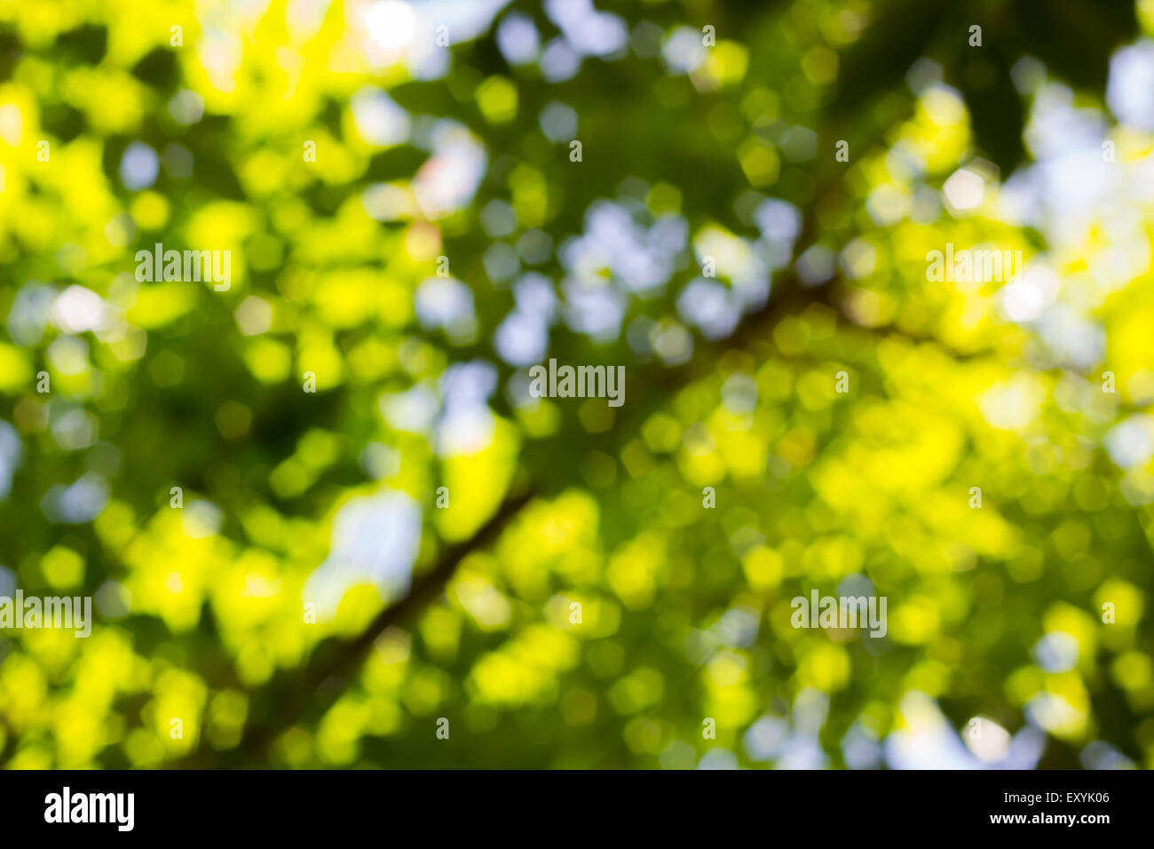 Natur-Hintergrund aus grünen Blättern auf einem Baum Stockfoto