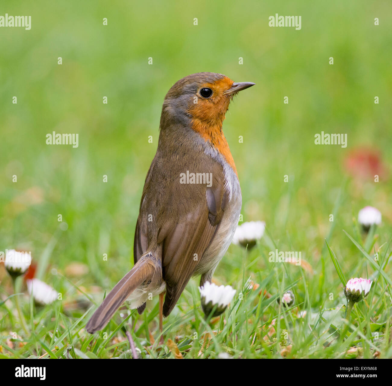 Rotkehlchen (Erithacus Rubecula) auf Daisy bedeckten Boden, Vereinigtes Königreich. Stockfoto
