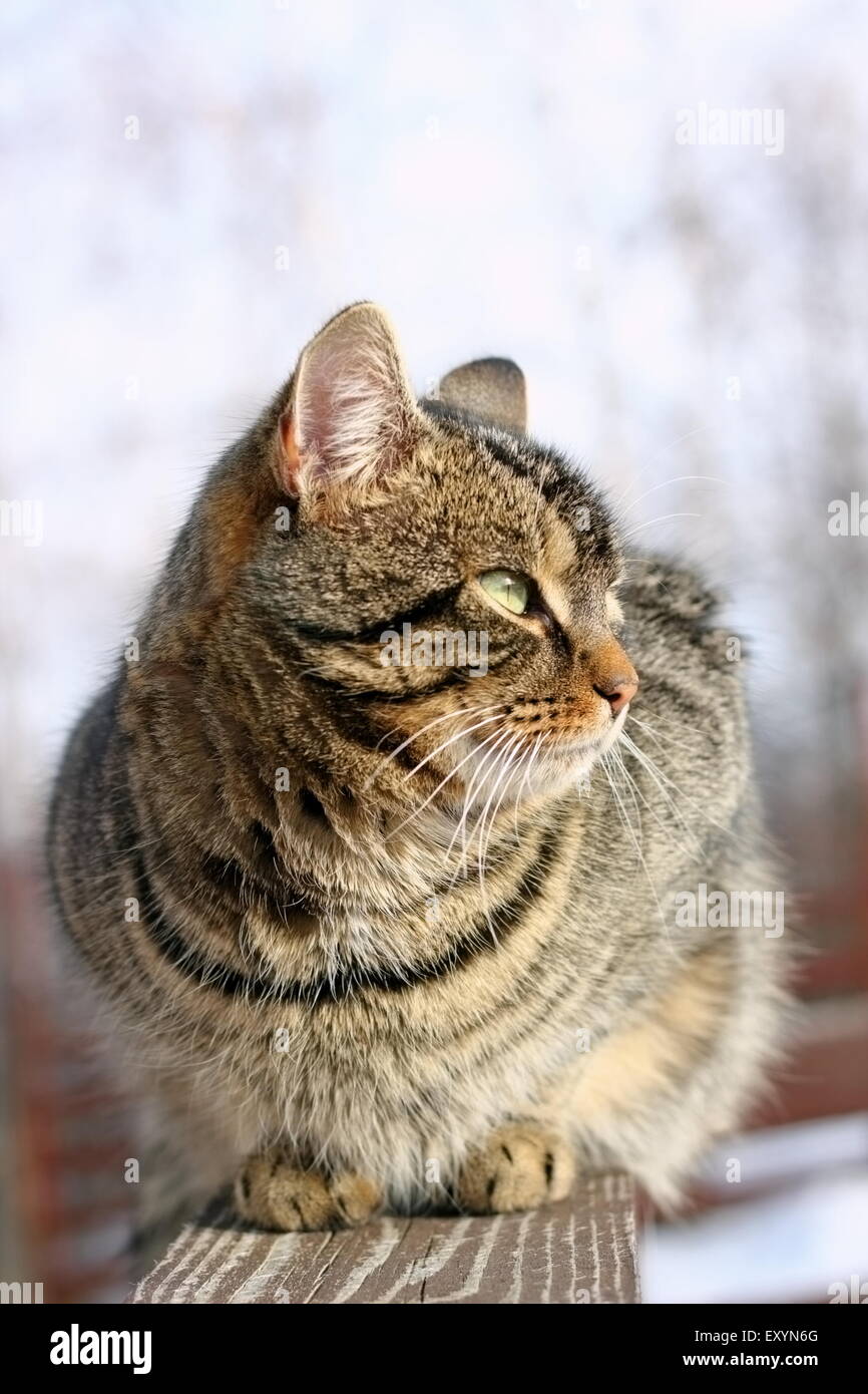 Raubkatze auf Holzzaun in einem Wintertag Stockfoto